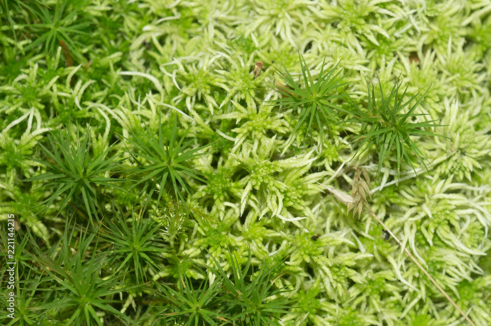 Texture of green natural northern moss closeup Texture of green natural northern moss closeup