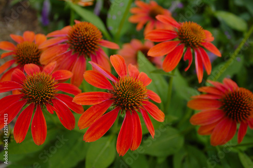 Clustered Group of Bright Vivid Red Orange Beautiful Cheyenne Coneflower Blossoms in Garden With Green Leaves