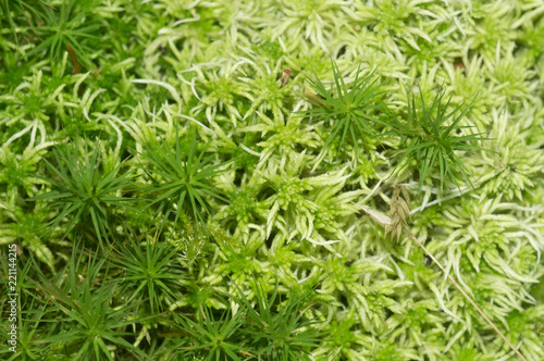 Texture of green natural northern moss closeup