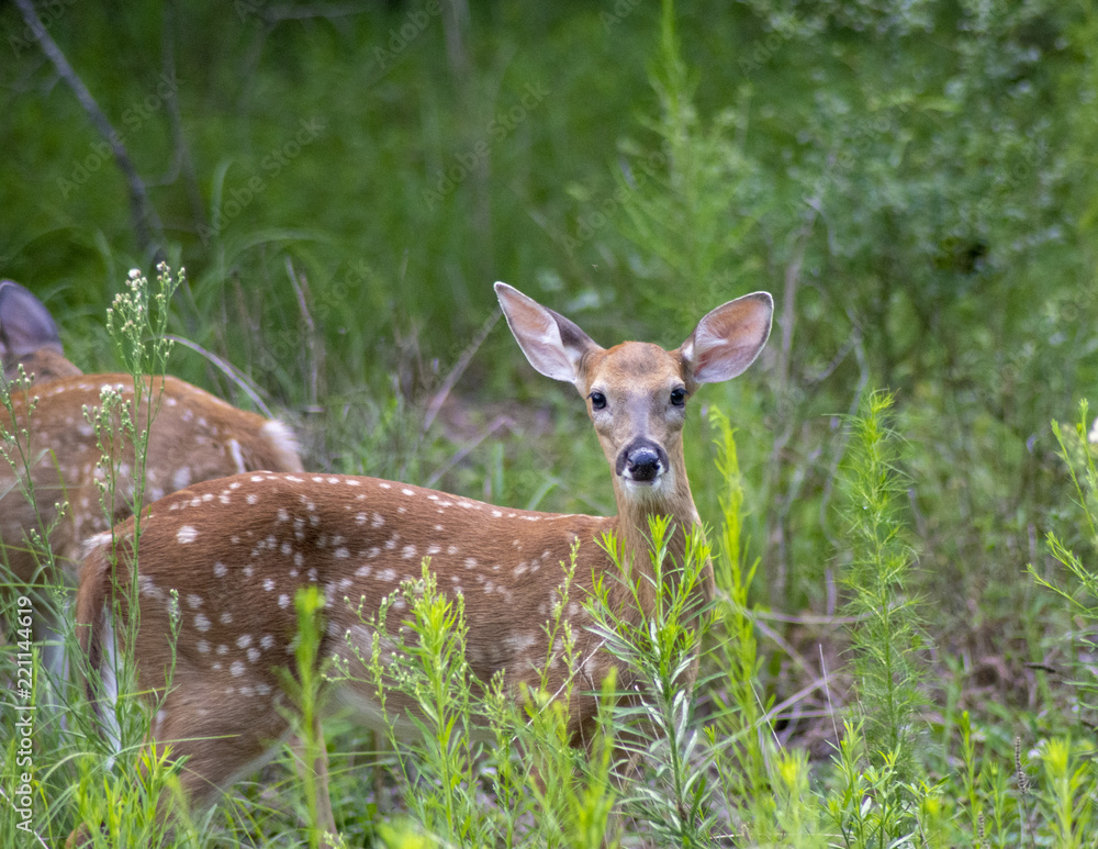 Curious Young Deer Curious Young Deer