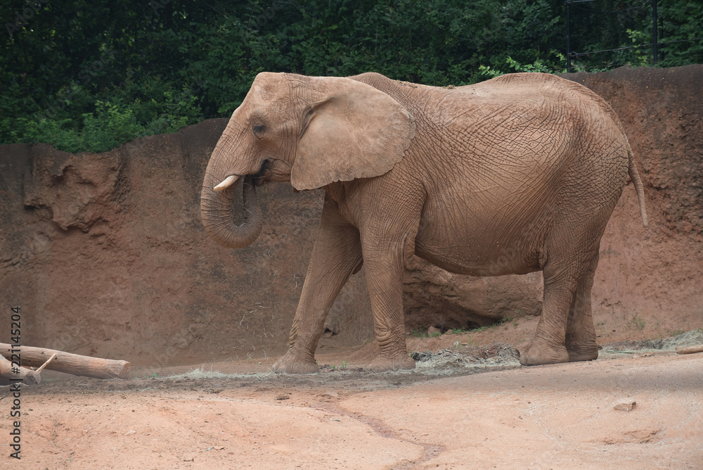 Fototapeta premium Animals of the Zoo