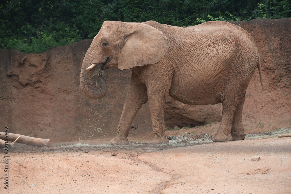 Fototapeta premium Animals Of The Zoo