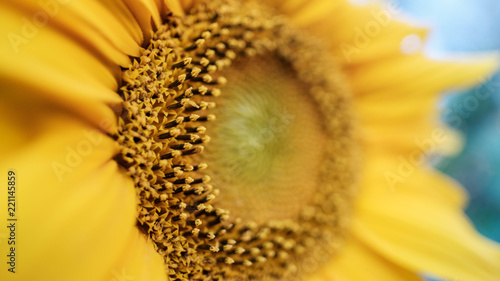 Fototapeta Naklejka Na Ścianę i Meble -  flowering sunflower closeup