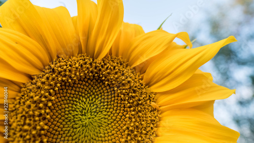 Fototapeta Naklejka Na Ścianę i Meble -  flowering sunflower closeup