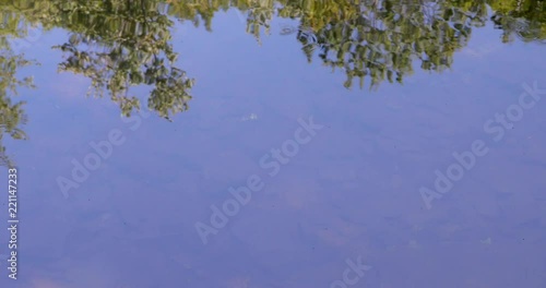 Video of water bugs on the surface of Sandy Stream in Unity Maine in the summertime with reflections of trees on the water. photo