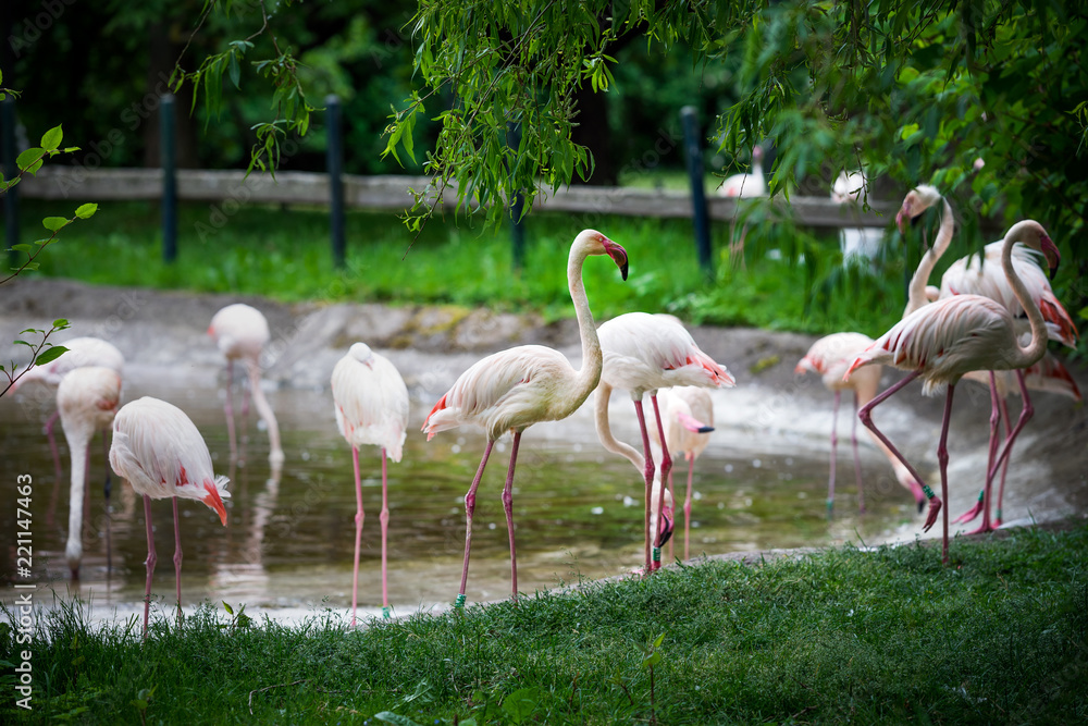 Picture of several pink flamingo birds in the zoo Picture of several pink flamingo birds in the zoo