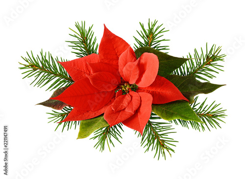 Red poinsettia flower and t...