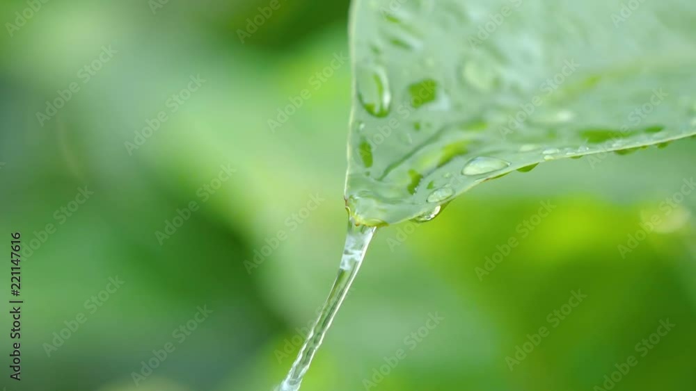 Slow motion video of water drop on green leaf on bokeh background (High Speed Video) Slow motion video of water drop on green leaf on bokeh background (High Speed Video)