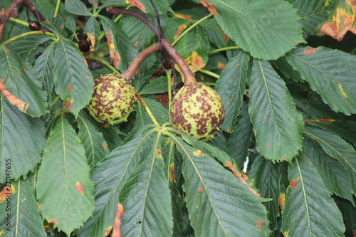 Fotografija At the end of the summer season American chestnut (Castanea dentate) chestnut fruit shell are starting to turn brown