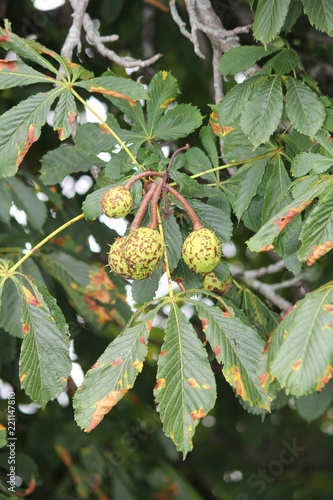 At the end of the summer season American chestnut (Castanea dentate) chestnut fruit shell are starting to turn brown.