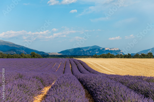 rows of beautiful blooming lavender flowers in provence, france