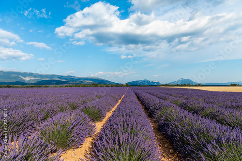 beautiful blooming lavender field and distant mountains in provence, france