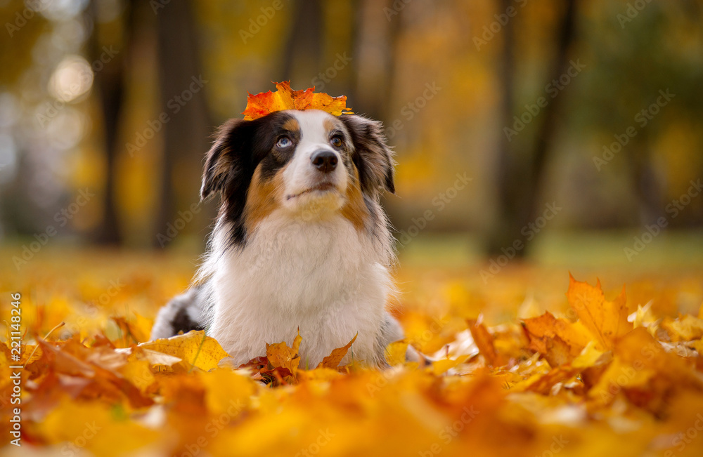 Aussi, marble Australian shepherd autumn lies in a pile of leaves on his head holding a piece of maple