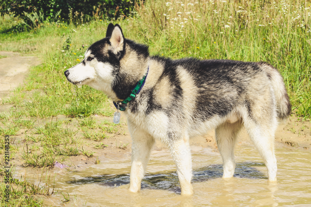 Black and white husky is enjoying, running, hugging in the water, dumb. A sunny day at the lake and in the woods with a dog walk Black and white husky is enjoying, running, hugging in the water, dumb. A sunny day at the lake and in the woods with a dog walk