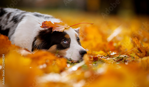 Aussi, marble Australian shepherd autumn lies in a pile of leaves on his head holding a piece of maple