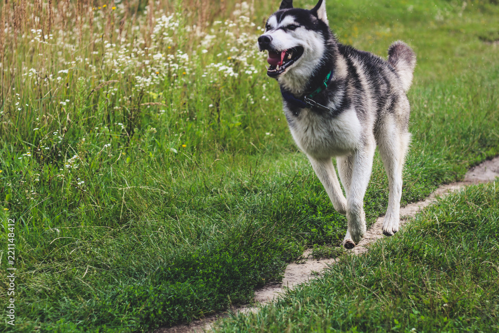 Black and white husky is enjoying, running, hugging in the water, dumb. A sunny day at the lake and in the woods with a dog walk Black and white husky is enjoying, running, hugging in the water, dumb. A sunny day at the lake and in the woods with a dog walk
