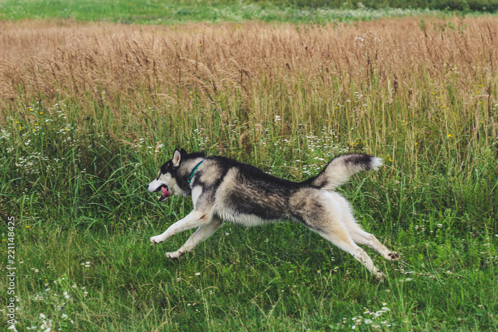 Black and white husky is enjoying, running, hugging in the water, dumb. A sunny day at the lake and in the woods with a dog walk Black and white husky is enjoying, running, hugging in the water, dumb. A sunny day at the lake and in the woods with a dog walk