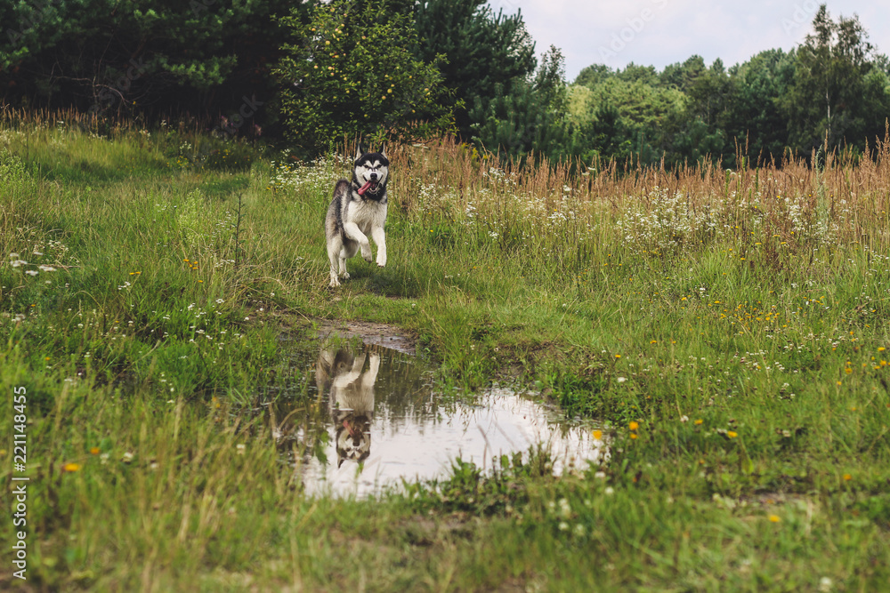 Obraz premium Black and white husky is enjoying, running, hugging in the water, dumb. A sunny day at the lake and in the woods with a dog walk