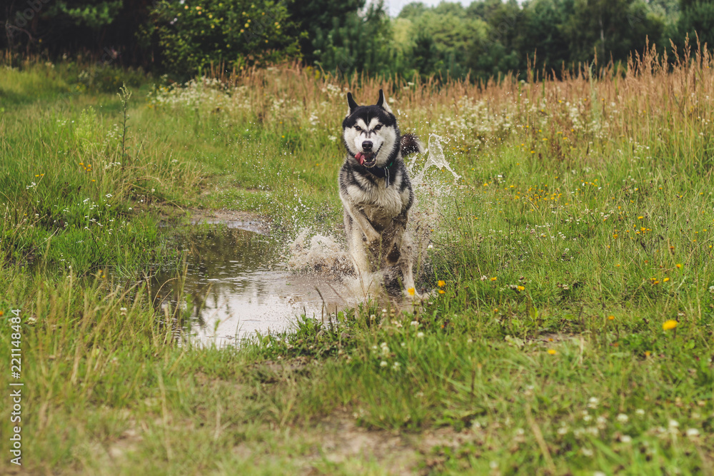Black and white husky is enjoying, running, hugging in the water, dumb. A sunny day at the lake and in the woods with a dog walk