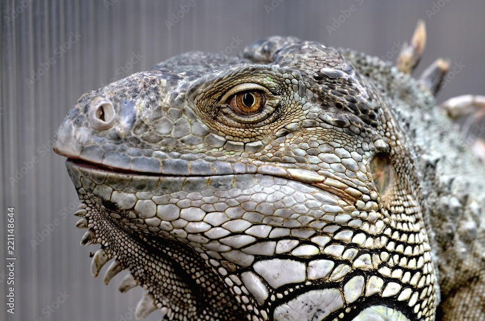 Fototapeta premium legwan