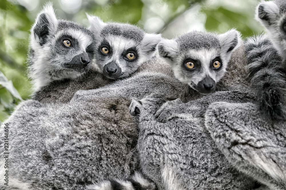 Obraz premium Lemurs of Madagascar