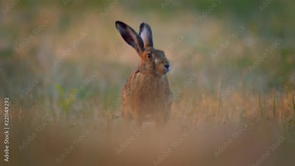European hare (Lepus europaeus) early in the morning European hare (Lepus europaeus) early in the morning