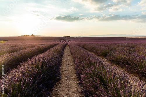 beautiful blooming lavendes on cultivated field at sunset, provence, france