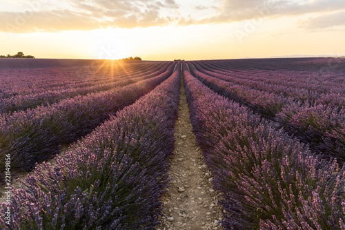 rows of beautiful blooming lavender flowers at sunset, provence, france