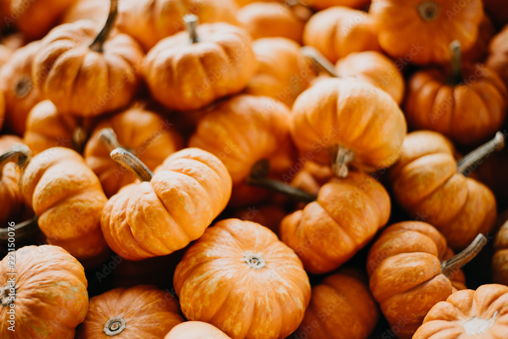 Mini Pumpkins Mini Pumpkins