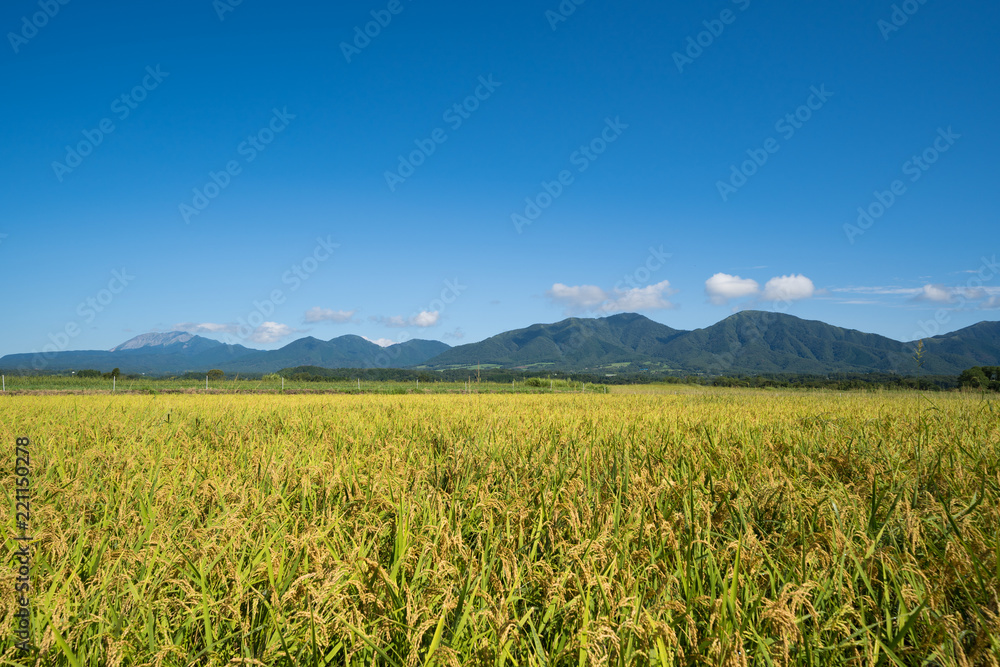 稲と蒜山、大山　(岡山県真庭市蒜山地域より撮影)