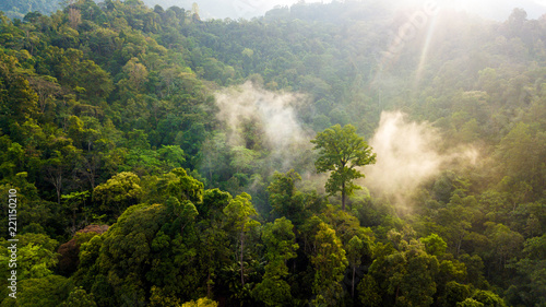 Obraz na płótnie las pejzaż dżungla