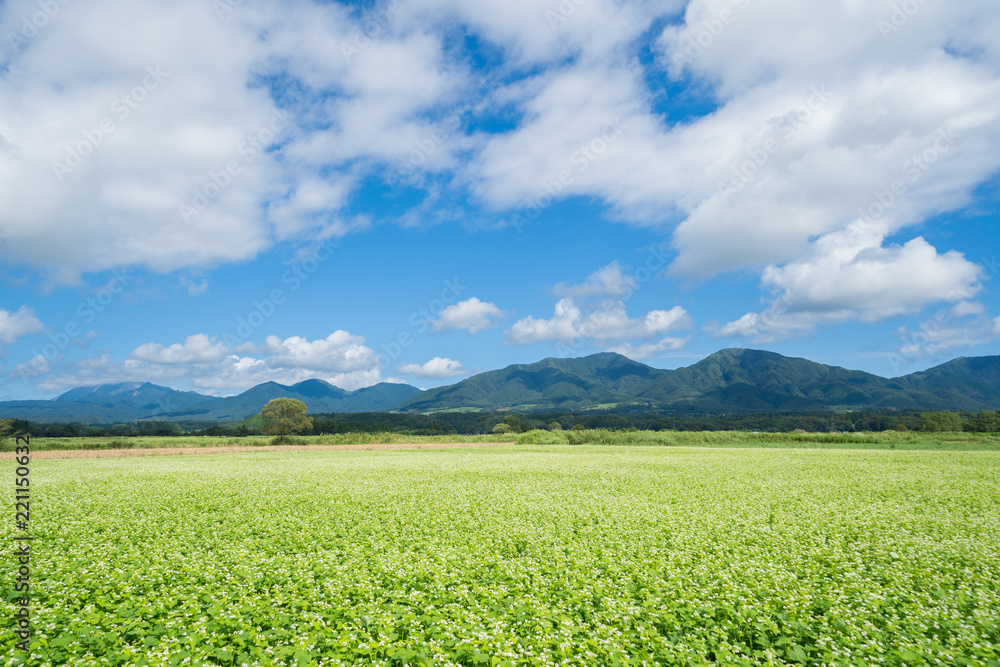 蕎麦の花と蒜山、大山 (岡山県真庭市蒜山地域より撮影) 蕎麦の花と蒜山、大山 (岡山県真庭市蒜山地域より撮影)