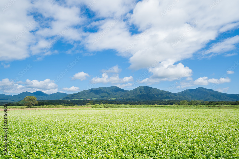 蕎麦の花と蒜山三座(岡山県真庭市蒜山地域より撮影)