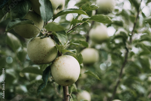 Apples from orchard photo