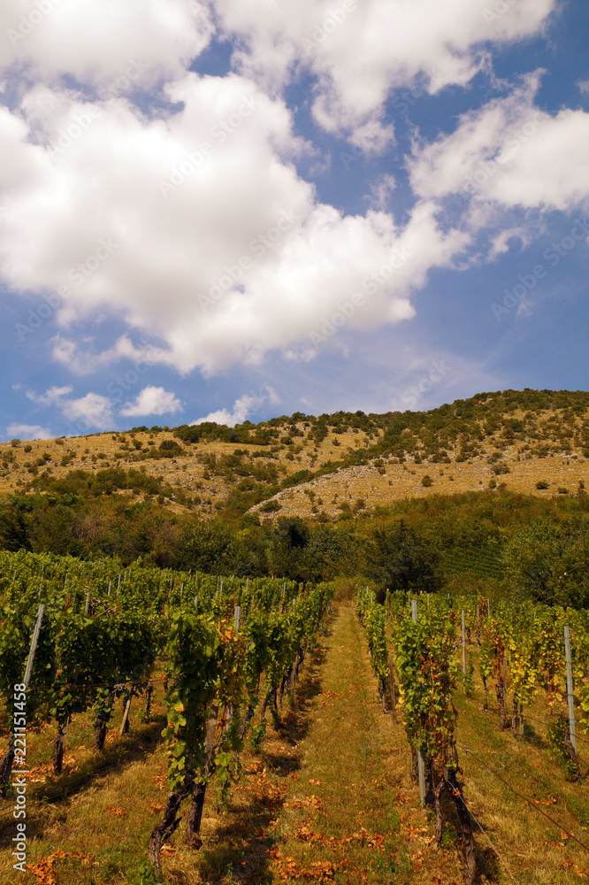 Wine production. Beautifully located vineyards at the slope of the limestone mountain.