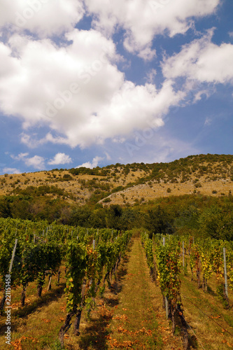 Wine production. Beautifully located vineyards at the slope of the limestone mountain.