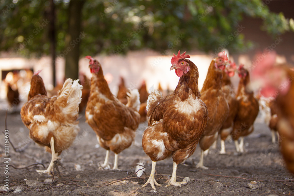 free roaming brown chickens on organic farm in the netherlands near scherpenzeel in the province of utrecht
