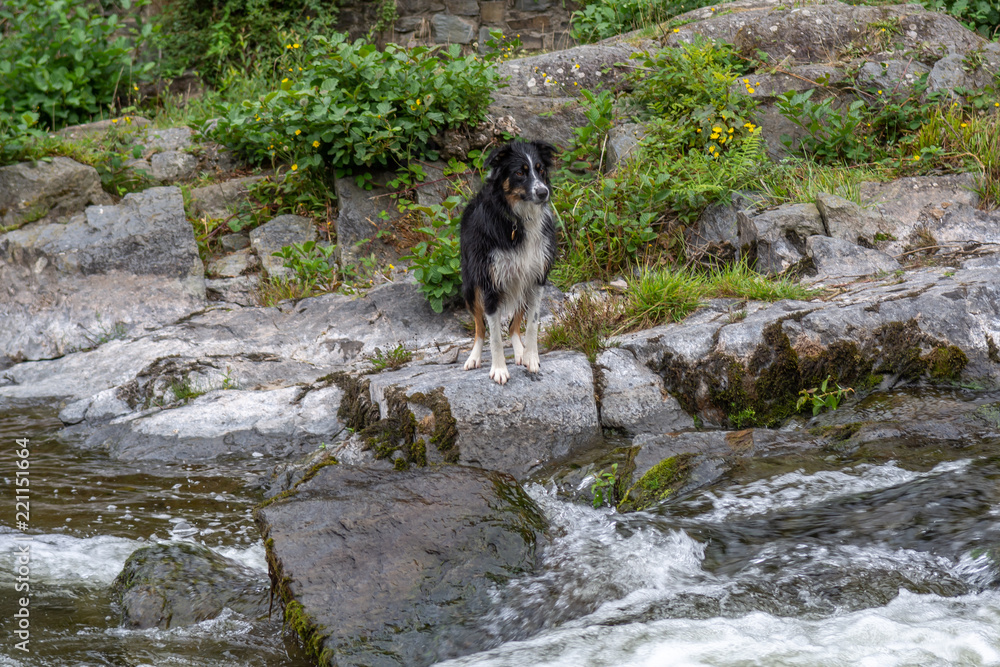 Collie by the Stream