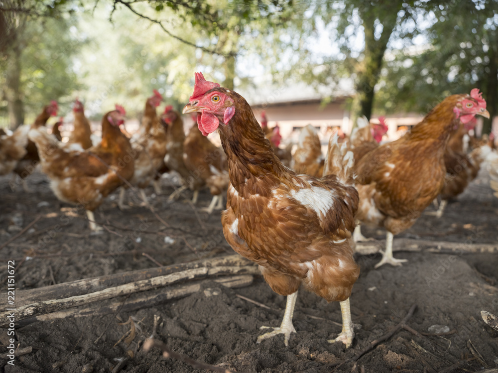 Fototapeta premium free roaming brown chickens on organic farm in the netherlands near scherpenzeel in the province of utrecht