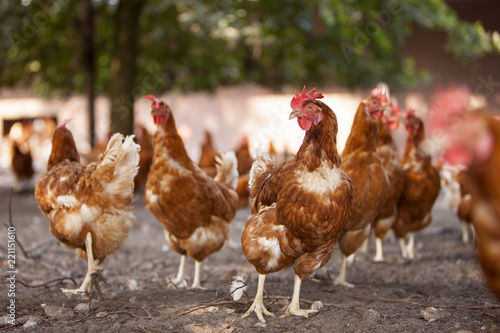 free roaming brown chickens on organic farm in the netherlands near scherpenzeel in the province of utrecht photo