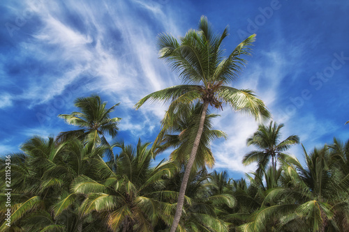 Wallpaper Mural Palm  Torontodigital.ca