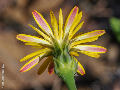 Wildflower (Reichardia intermedia) photo