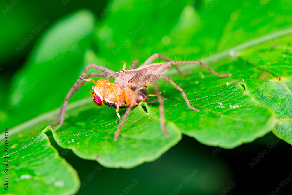 Male Slender Crab spider or small huntsman (Arachnida: Araneae: Philodromidae: Tibellus oblongus) eating a signal fly (Platystomatidae Scholastinae) on a green leaf isolated with black background Male Slender Crab spider or small huntsman (Arachnida: Araneae: Philodromidae: Tibellus oblongus) eating a signal fly (Platystomatidae Scholastinae) on a green leaf isolated with black background