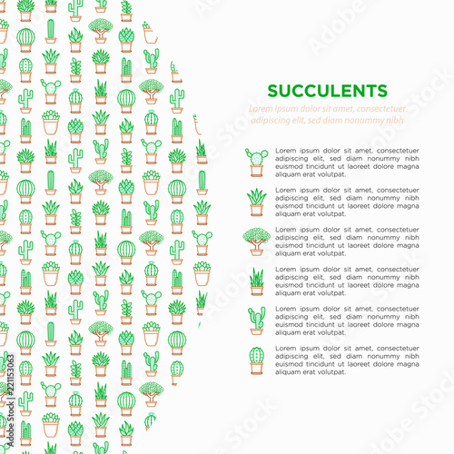 Cactus and succelents in pots concept with thin line icons for banner, print media. Modern vector illustration, web page template for shop of plants. photo