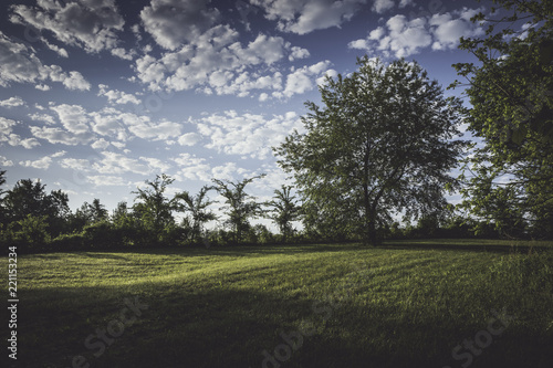 Grassy Field with Trees
