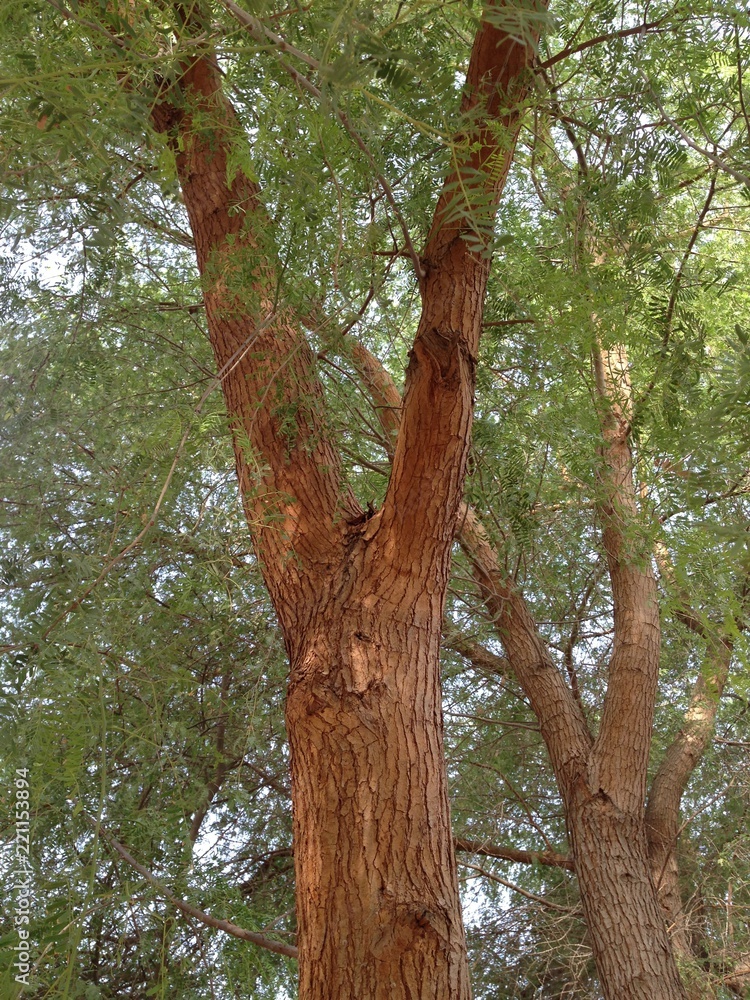 Fototapeta premium Prosopis cineraria - United Arab Emirates - National trees