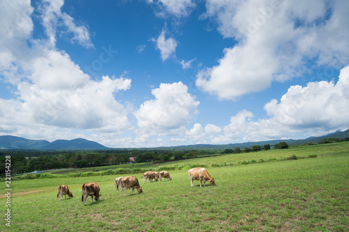 蒜山高原　ジャージー牛のいる牧場(岡山県真庭市蒜山地域)