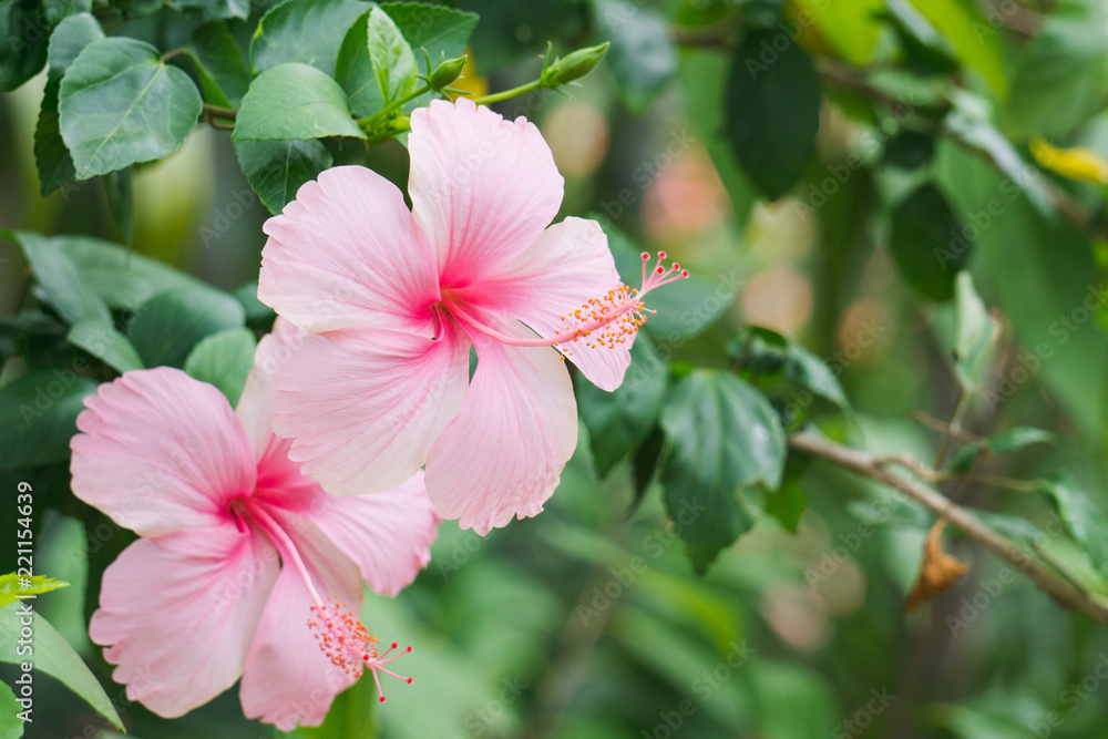 Hibiscus, the flower is a popular flower grown around the world. Especially in the tropical countries of America and Africa until the name. Queen of Tropical Flowers Hibiscus, the flower is a popular flower grown around the world. Especially in the tropical countries of America and Africa until the name. Queen of Tropical Flowers