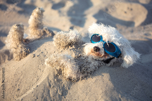 Fototapeta Naklejka Na Ścianę i Meble -  dogs buried in the sand at the beach on summer vacation holidays , having fun and enjoying ,wearing red sunglasses