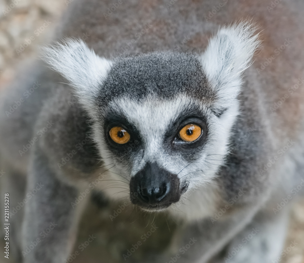 Obraz premium Neugieriger Affe